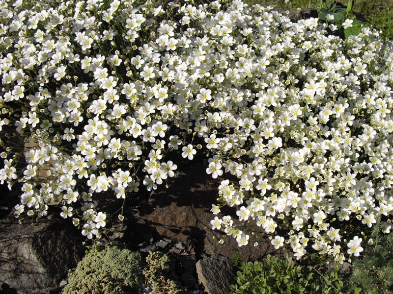 Minuartia capillacea photo